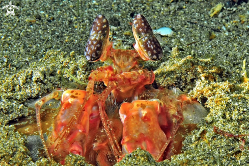 A Mantis shrimp