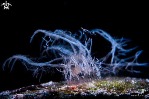 A Ghost Nudi