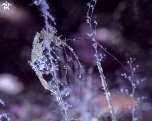 A Skeleton shrimp