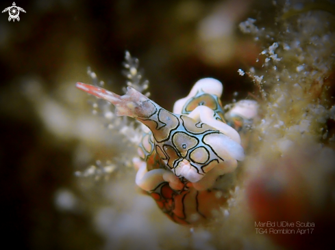 A Nudibranch