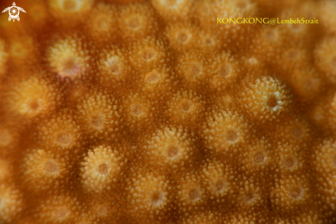 A Hard coral