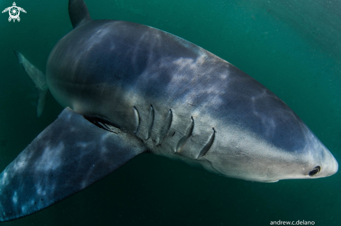 A Blue Shark