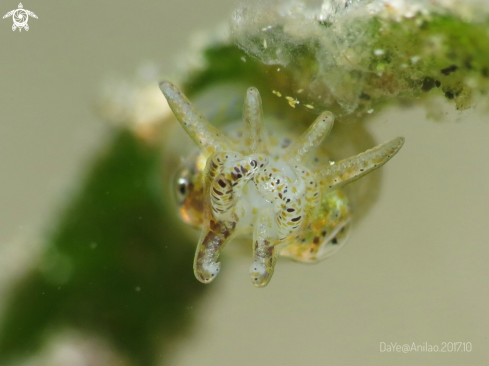 A cuttle fish