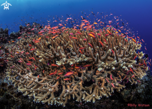 A Stagehorn Coral & Anthesis