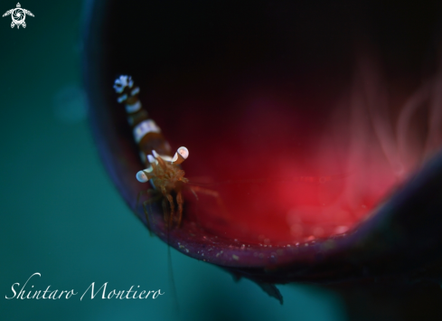 A Hippolytidae | Anemone Shrimp 