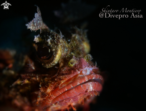 A Scorpion Fish