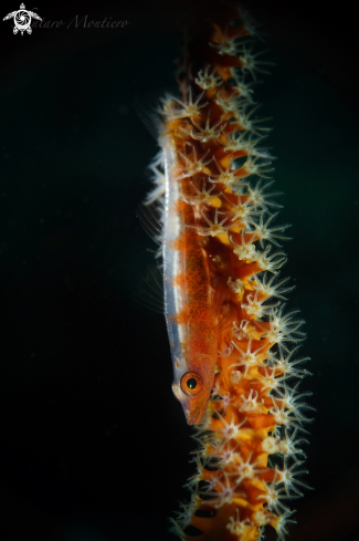 A Whip Coral Goby 