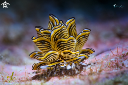 A Cyerce nudi