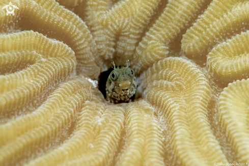 A Acanthemblemaria spinosa  | Spinyhead Blenny