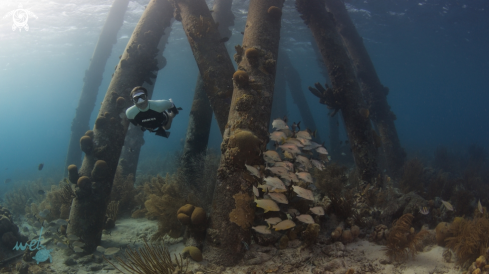 A Freediving Doris