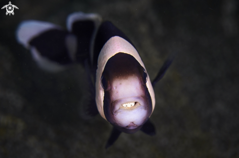 A Clown Fish