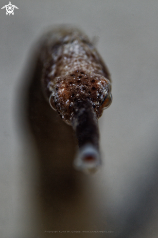 A Trachyrhamphus longirostris | Long-nosed pipefish