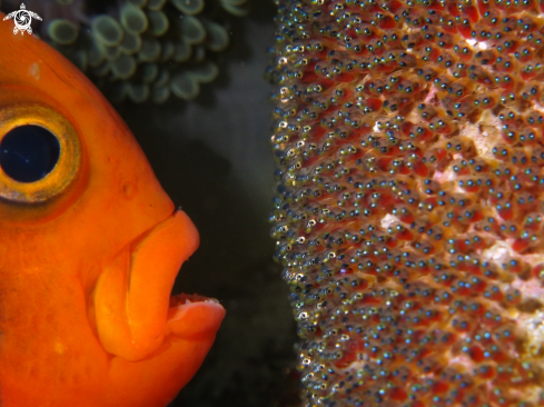 A Anemonefish