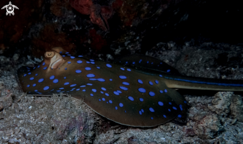 A Taeniura lymma | Bluespotted Ray