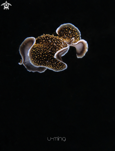 A Thysonozoon nigropapillosum | Flat worm