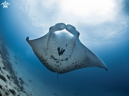 A Manta alfredi (juvenile) | Manta Ray