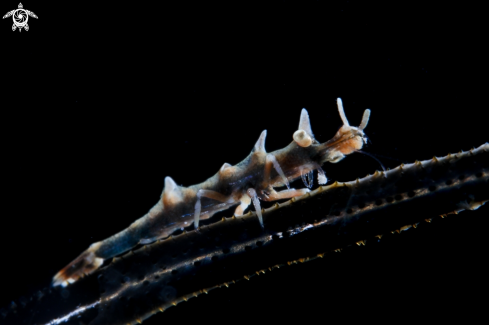 A Dragon shrimp