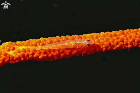 A goby