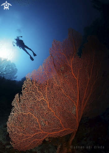 A Sea fan