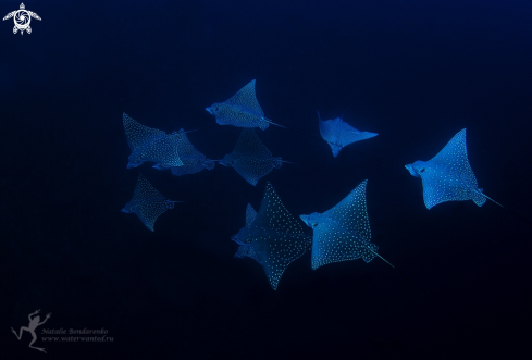 A Eagle ray