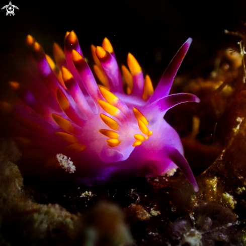 A Nudibranch