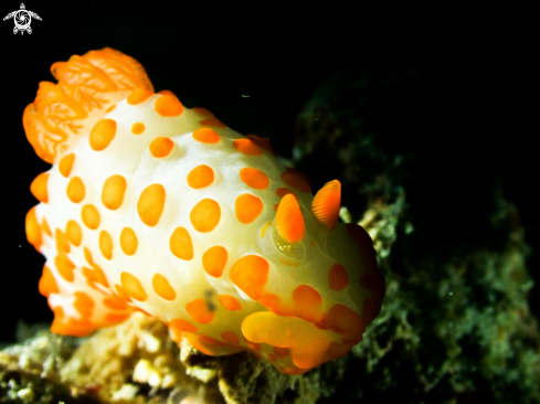 A Nudibranch