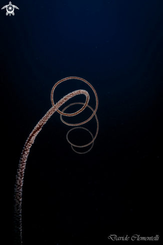 A Juncella juncea | Wire corals