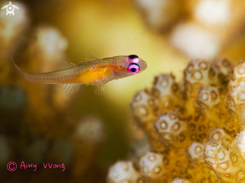 A PINK EYE GOBY