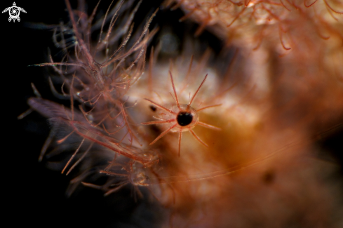 A Hairy shrimp