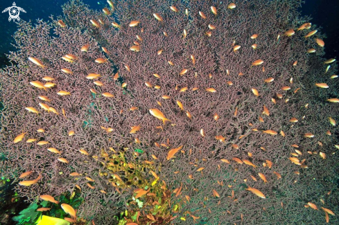 A Gorgonian