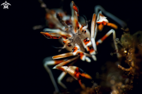 A Phyllognathia ceratophthalma | Tiger shrimp