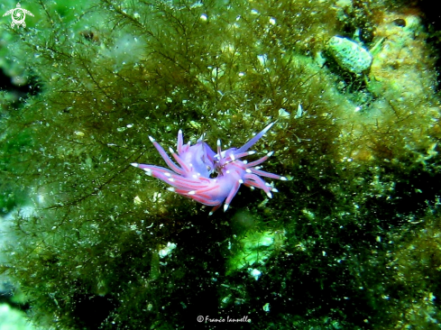 A Flabellina