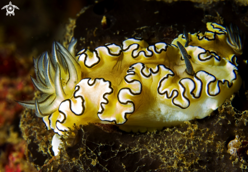 A Nudibranch