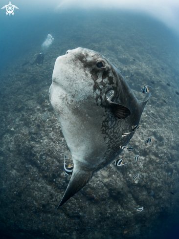 A Mola ramsayi | Southern Ocean Sunfish