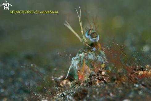 A Peacock Mantis Shrimp