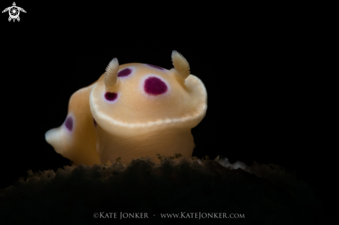 A Inkspot Nudibranch