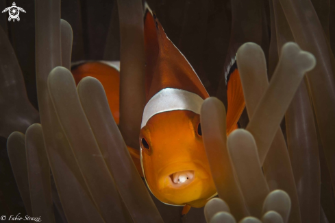 A Anemonefish