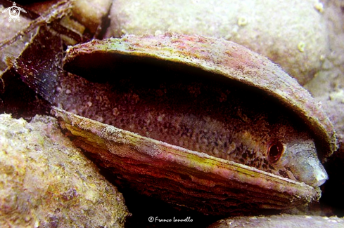 A Bivalve Fish