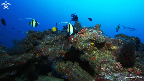 A Maldivian ambient