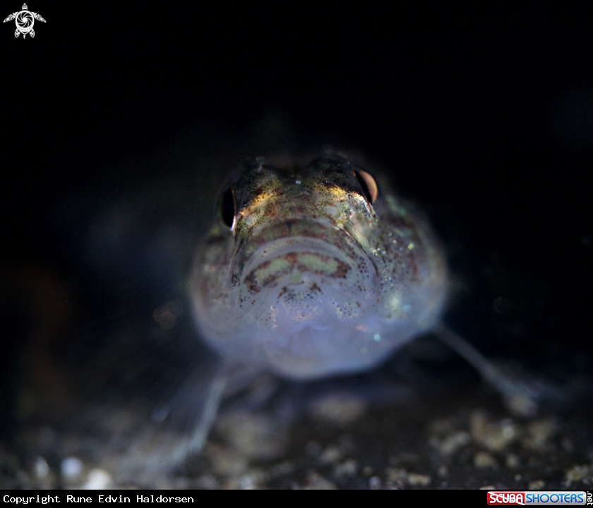A Goby