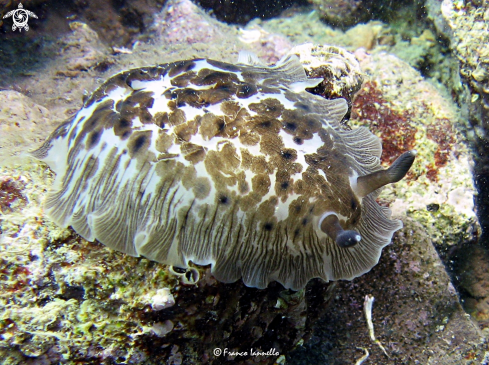 A Nudibranchia | Nudibranco