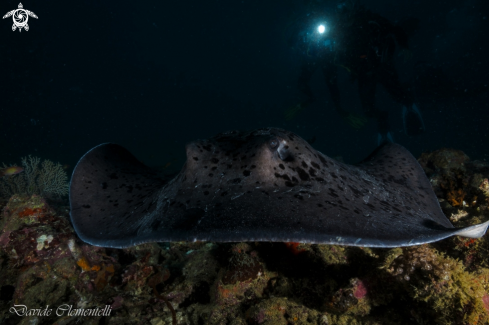 A Stingray