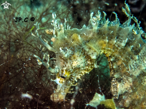 A Hippocampus Guttulatus | Hippocampe moucheté