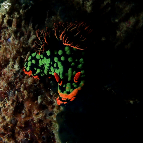 A Nudibranch