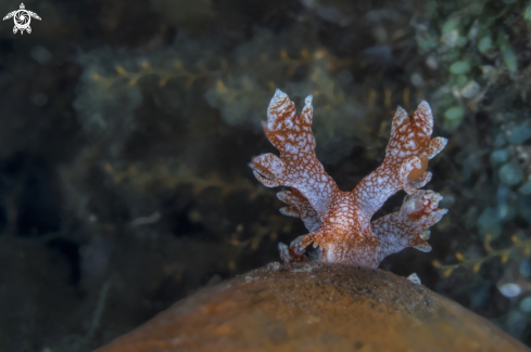 A Bornella stellifer  | Bornella 