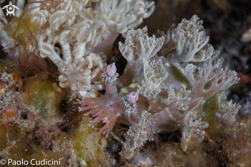 A Mariona. Dendronotid Nudibranchs, Tritoniidae | Mariona sp.