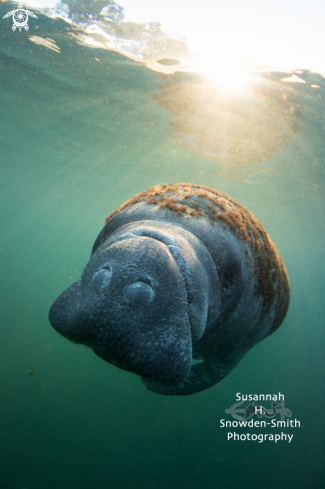 A Manatee