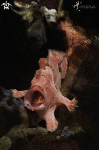 A Frog -fish