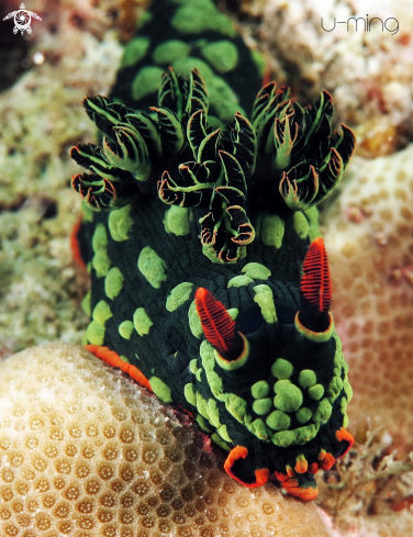 A Nembrotha Kurbayana