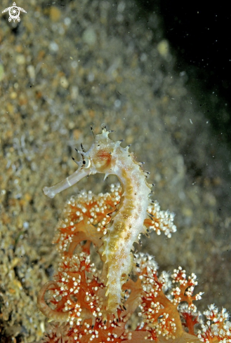 A sea horse